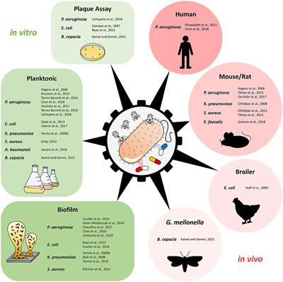 Fighting Pathogenic Bacteria on Two Fronts: Phages and Antibiotics as Combined Strategy